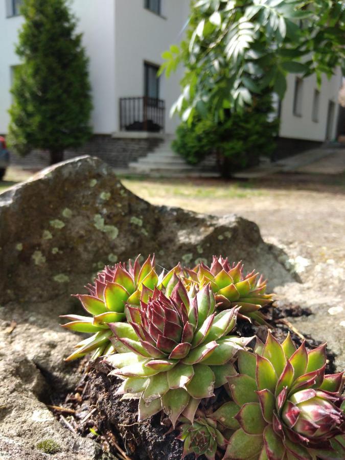 Diana Panzio Bed & Breakfast Matrafured Bagian luar foto